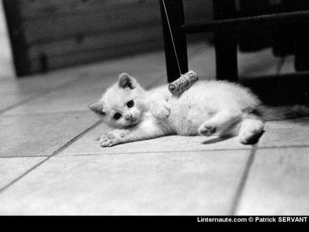 Minouch